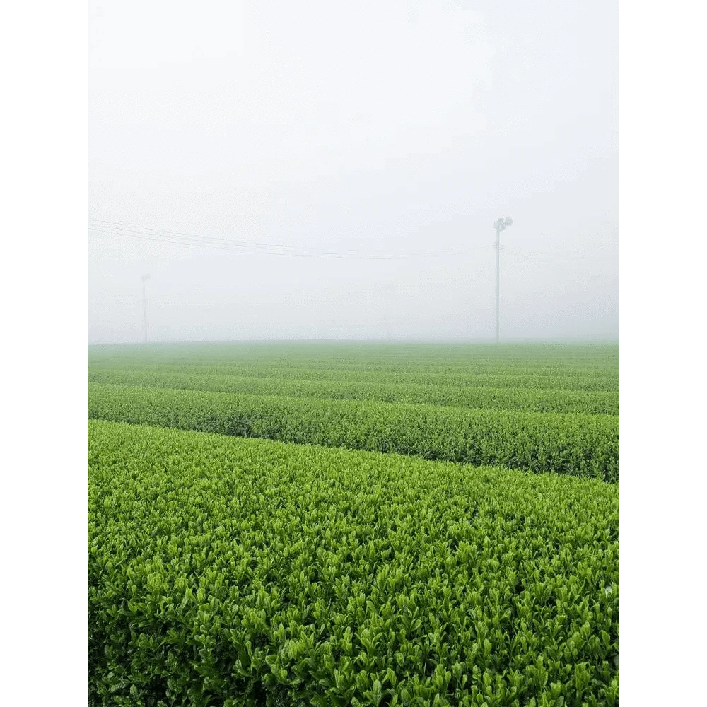 Morihata International Ltd. Co. Tea & Tea Sets Morihata Organic Matcha - Jun (Premium Ceremonial Grade)