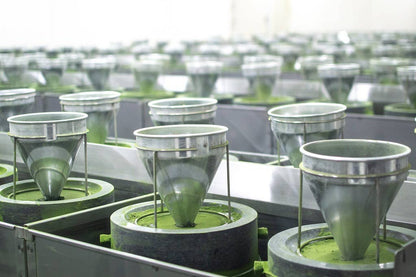 Camellia Sinensis Tea & Tea Sets Matcha Sora (40g Tin)