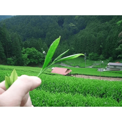 Camellia Sinensis Tea & Tea Sets Matcha Uji (40g Tin)