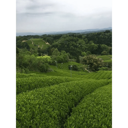 Camellia Sinensis Tea & Tea Sets Matcha Yume Organic (40g Tin)