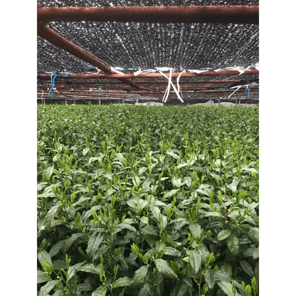 Camellia Sinensis Tea & Tea Sets Matcha Yume Organic (40g Tin)