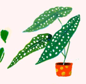 Carolyn Suzuki GARDEN PARTY - Birthday Card