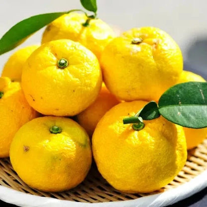 KANKITSU LABO Candy & Chocolate Dry Candied Japanese Citrus Peel | Yuzu (ゆず) | 1.05 oz Bags