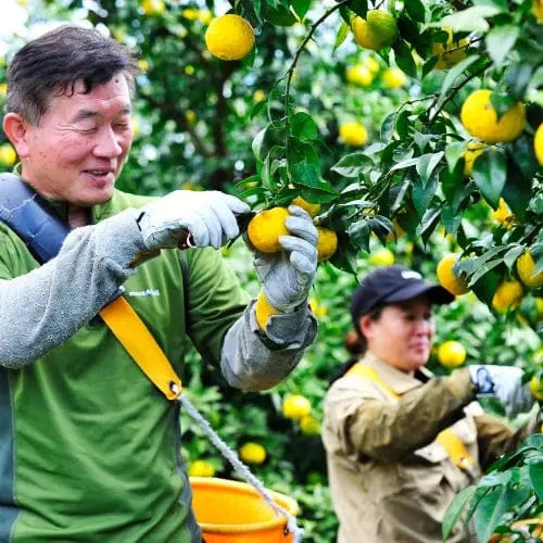 KANKITSU LABO Candy & Chocolate Dry Candied Japanese Citrus Peel | Yuzu (ゆず) | 1.05 oz Bags