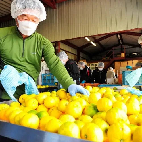 KANKITSU LABO Candy & Chocolate Dry Candied Japanese Citrus Peel | Yuzu (ゆず) | 1.05 oz Bags