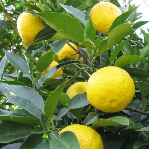 KANKITSU LABO Candy & Chocolate Dry Candied Japanese Citrus Peel | Yuzu (ゆず) | 1.05 oz Bags