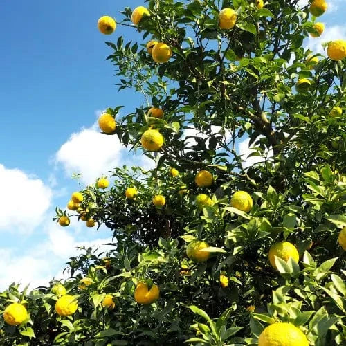 KANKITSU LABO Candy & Chocolate Dry Candied Japanese Citrus Peel | Yuzu (ゆず) | 1.05 oz Bags