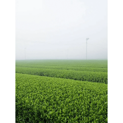 Morihata International Ltd. Co. Tea & Tea Sets Morihata Organic Matcha - Waka (Ceremonial Grade)